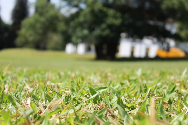 nature-grass-growth-plant-field-lawn-1006884-pxhere