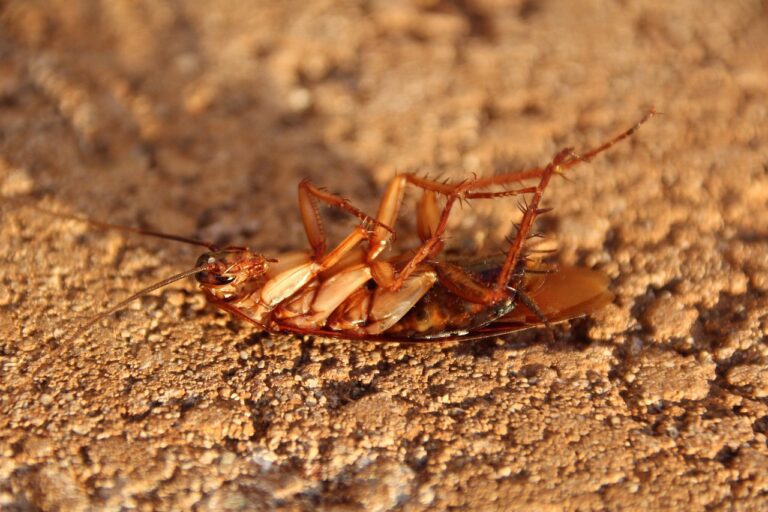 A importância da dedetização em condomínios