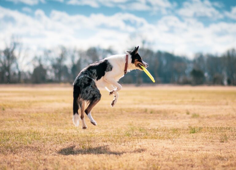 Os pets são, cada vez mais, parte da família. Essa realidade está moldando a forma como vivemos, especialmente nos condomínios residenciais que tem exigido espaço pet.