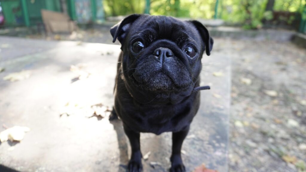 Não importa se você é um síndico experiente ou um morador recém-chegado, os conflitos podem surgir a qualquer momento. Um dos temas mais polêmicos é a relação entre síndicos e os pets dos moradores.