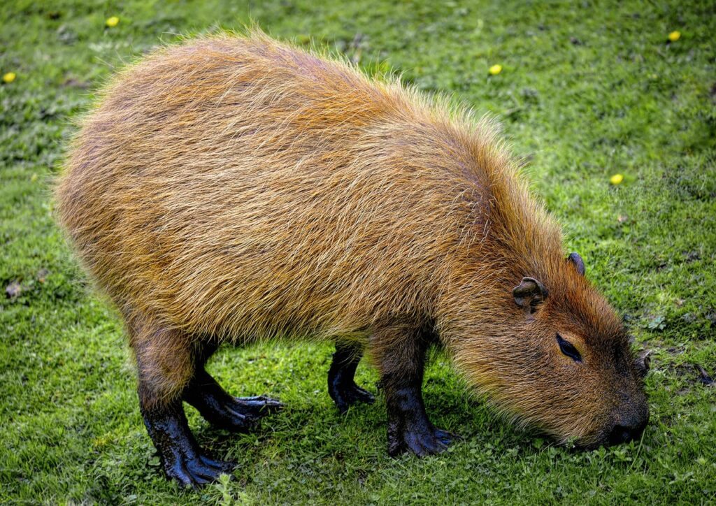 A presença de animais silvestres em condomínios pode gerar preocupação entre os moradores.