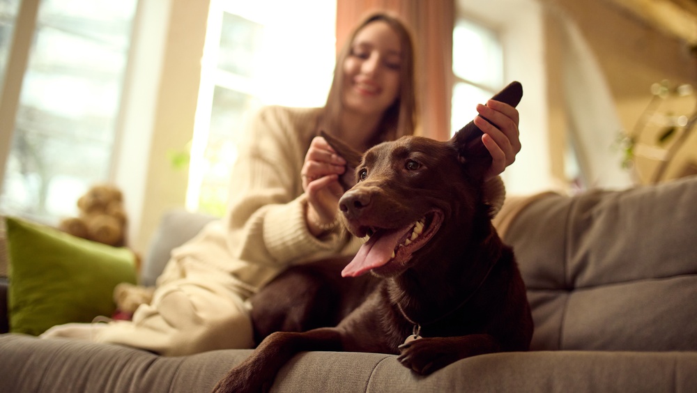 Regras para pets são fundamentais para equilibrar o direito dos tutores de conviver com seus animais e o bem-estar de toda a comunidade condominial.